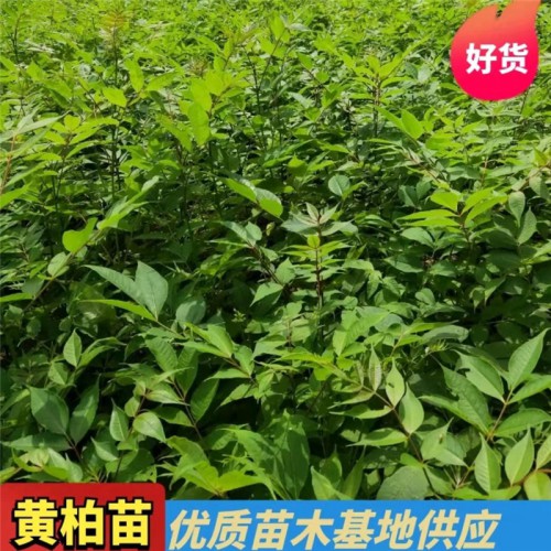 黄柏苗 黄柏苗种植基地