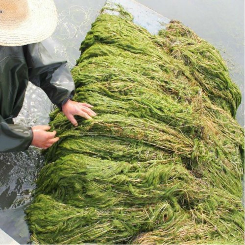 金鱼藻 水生植物批发基地 全国可施工种植